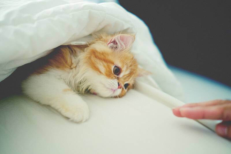 A warm kitten snuggles under a blanket.